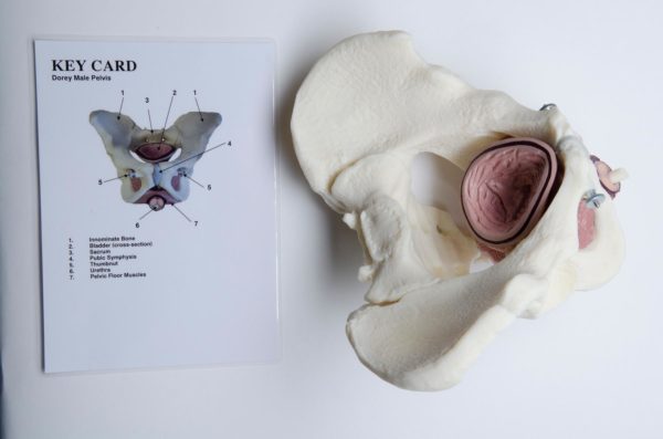 Male Pelvic Floor Educational Model - Image 2