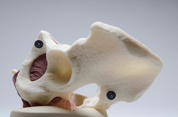 Male Pelvic Floor Educational Model - Image 3