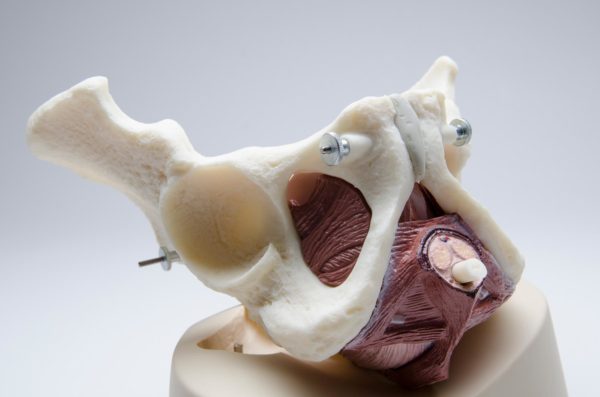 Male Pelvic Floor Educational Model - Image 4
