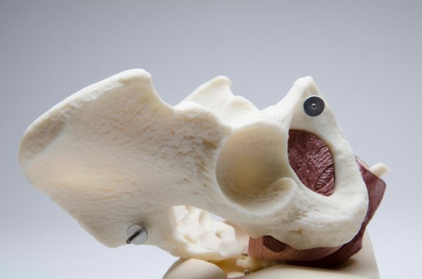 Male Pelvic Floor Educational Model - Image 5