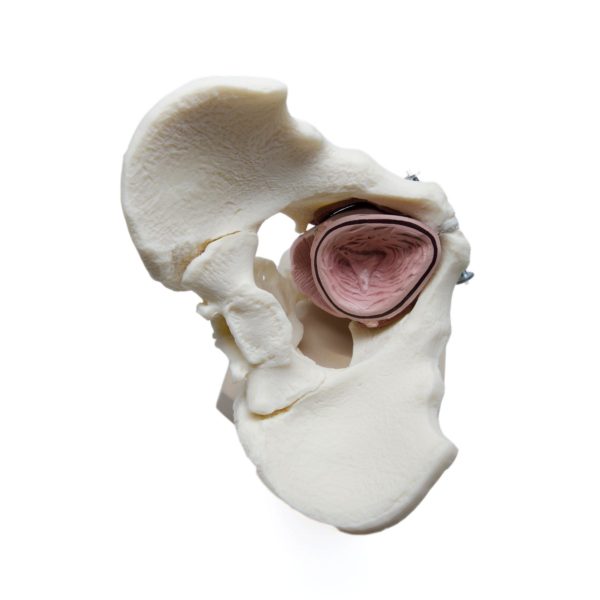 Male Pelvic Floor Educational Model