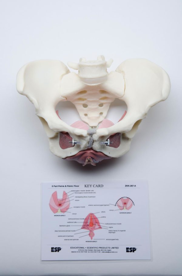 Female Pelvic Floor Educational Model - Image 2