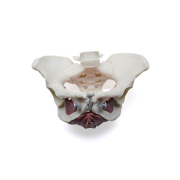 Female Pelvic Floor Educational Model.