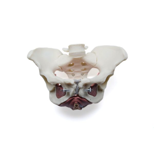 Female Pelvic Floor Educational Model.