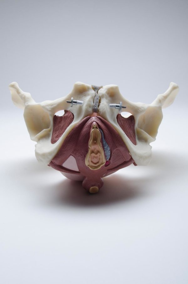 Female Pelvic Floor Educational Model - Image 3