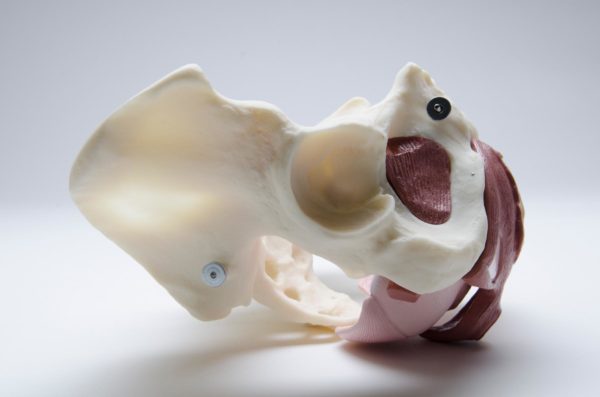 Female Pelvic Floor Educational Model - Image 4
