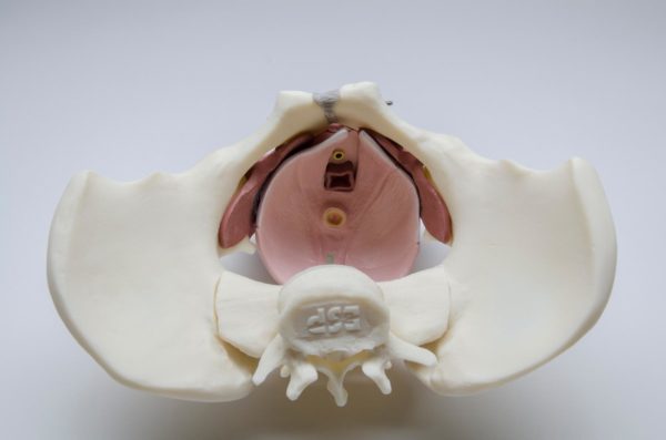 Female Pelvic Floor Educational Model - Image 5