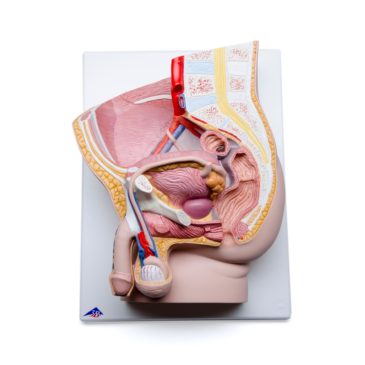 Male Pelvis Section_5728