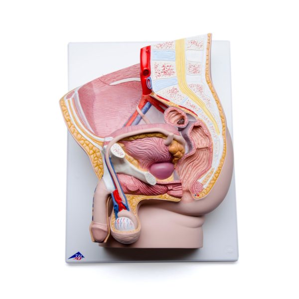 Human Male Pelvis Section