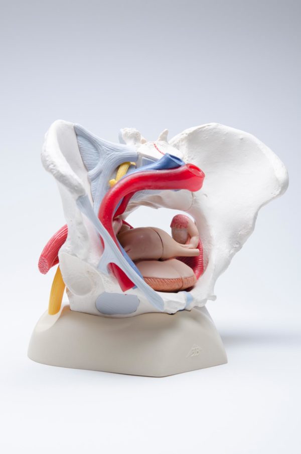 Highly Detailed Female Pelvic Model (Magnetic) - Image 2