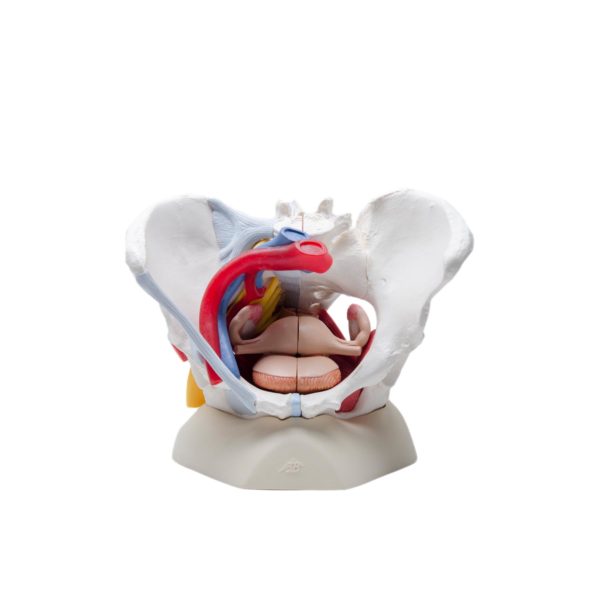 Highly Detailed Female Pelvic Model (Magnetic)