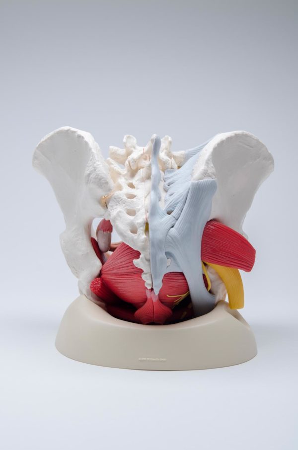Highly Detailed Female Pelvic Model (Magnetic) - Image 3