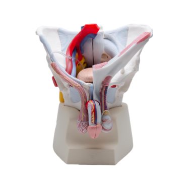 Magnetic Model-Male_5705