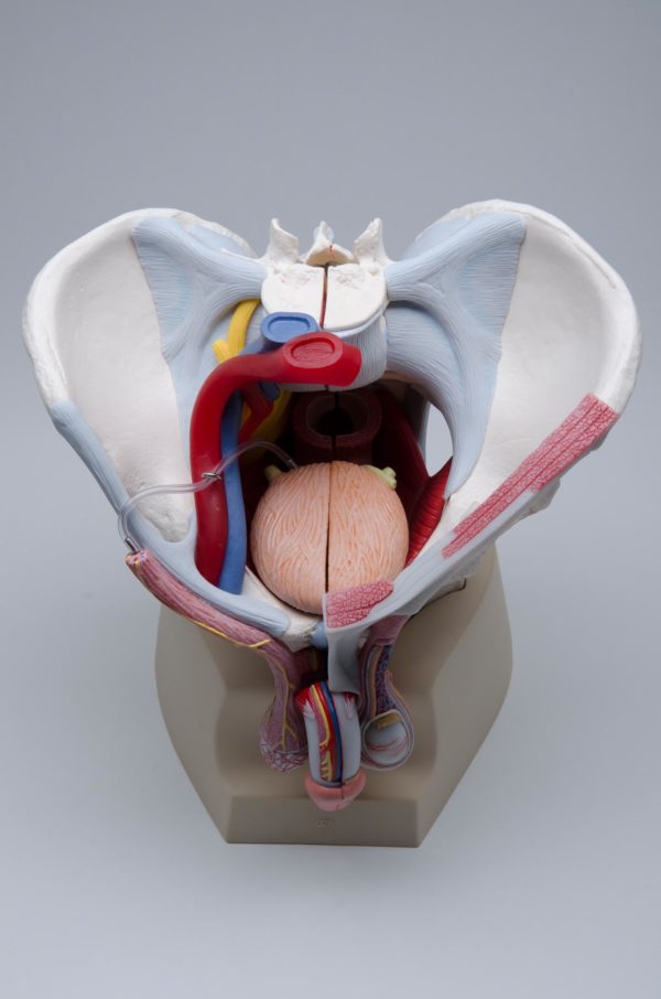 Male pelvis with ligaments, vessels, nerves, pelvic floor and organs: 7-parts (Magnetic) - Image 2
