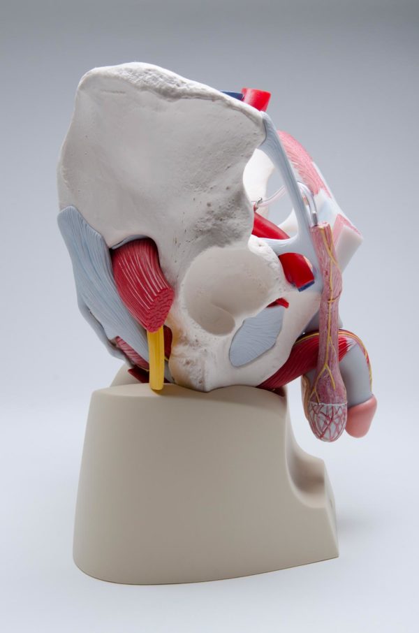 Male pelvis with ligaments, vessels, nerves, pelvic floor and organs: 7-parts (Magnetic) - Image 3