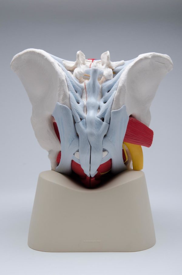 Male pelvis with ligaments, vessels, nerves, pelvic floor and organs: 7-parts (Magnetic) - Image 4