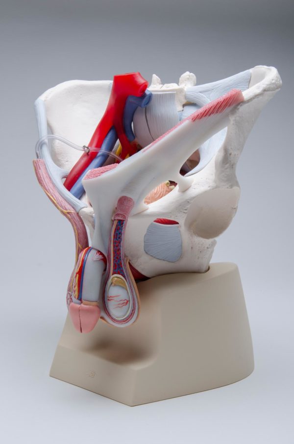 Male pelvis with ligaments, vessels, nerves, pelvic floor and organs: 7-parts (Magnetic) - Image 5