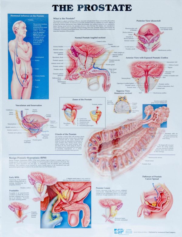 The Prostate Chart
