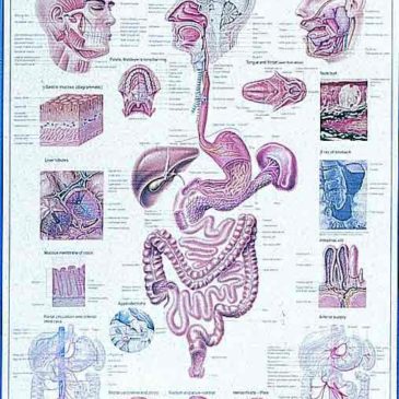 Digest Tract Chart