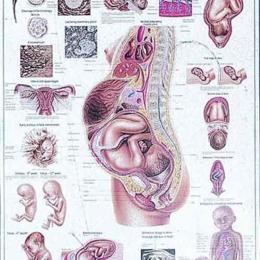 Pregnancy and Birth Chart