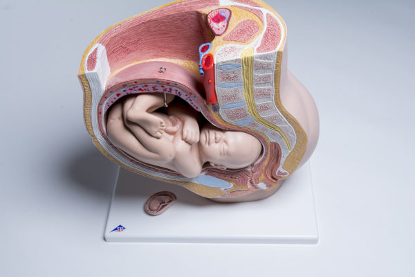 Pelvic Anatomy Pregnancy Model - Image 2