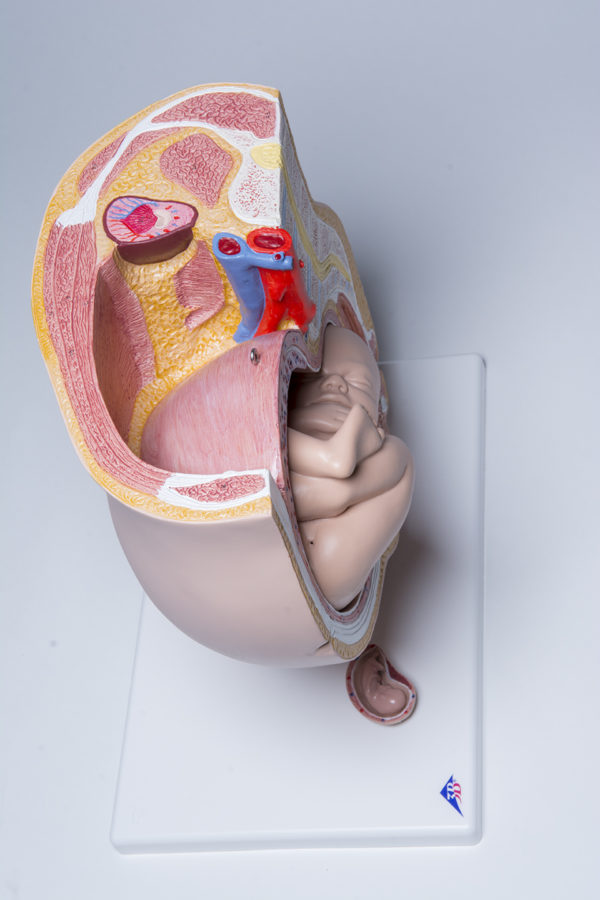 Pelvic Anatomy Pregnancy Model - Image 5