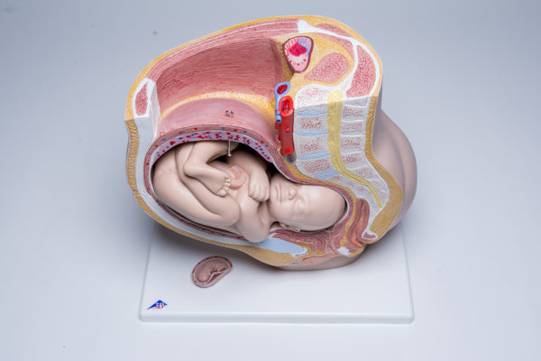 Pelvic Anatomy Pregnancy Model - Image 6