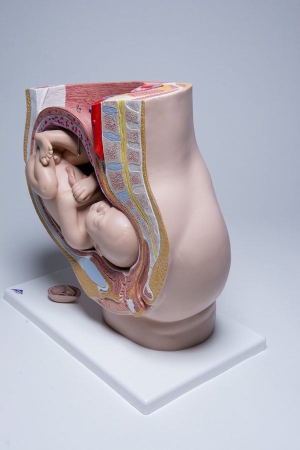 Pelvic Anatomy Pregnancy Model - Image 3