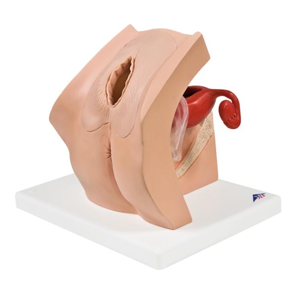 Gynecological Model for Patient Education