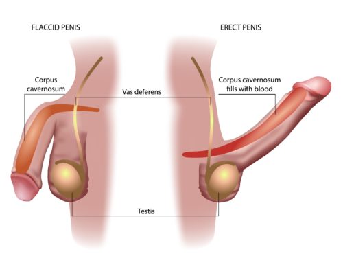 Erections during Sleep