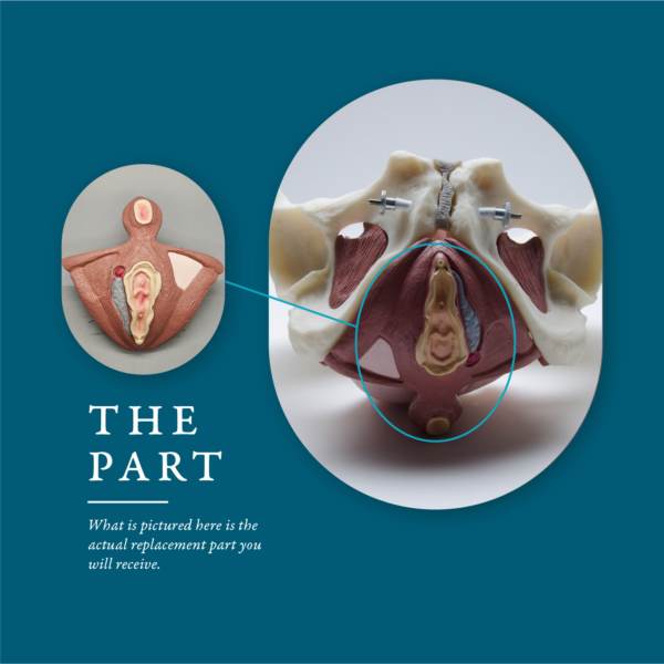 Vaginal Replacement Part for ESP Female Pelvic Floor Models