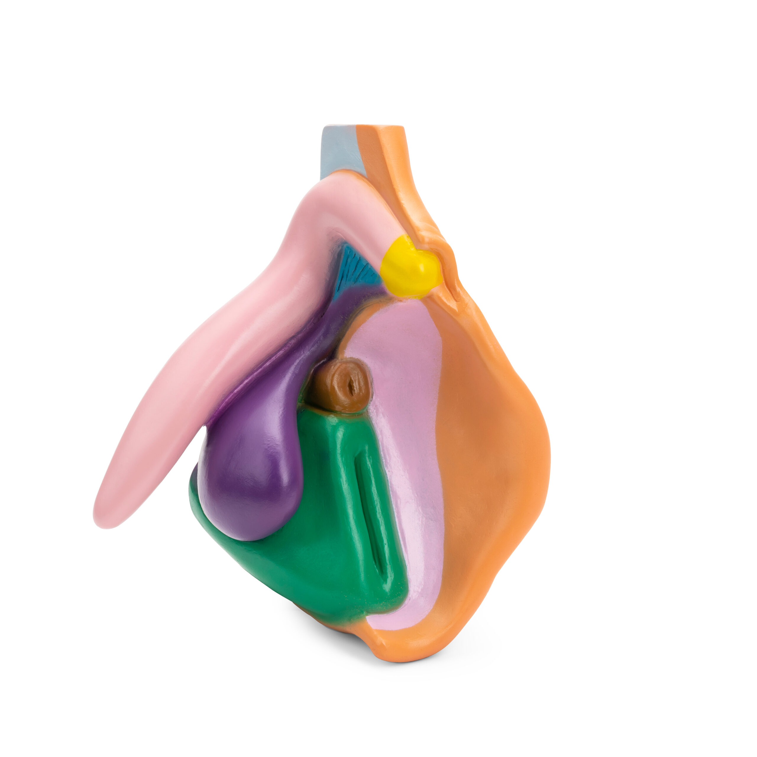 The Vulva model is designed to provide a detailed explanation and illustration of the internal structures of the female sexual organ.